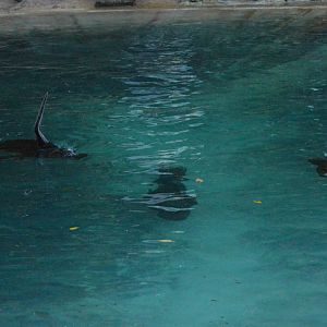 Female Patagonian sea lions