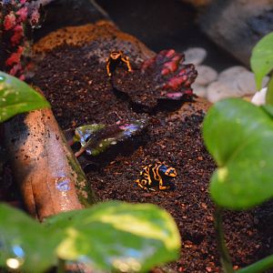 Yellow-banded poison dart frogs