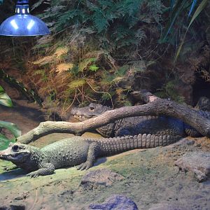 West African dwarf crocodiles