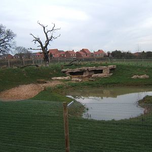 View of part African Hunting Dog exhibit