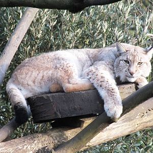 European Lynx