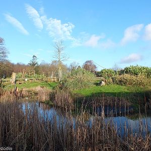 Chimpanzee Enclosure