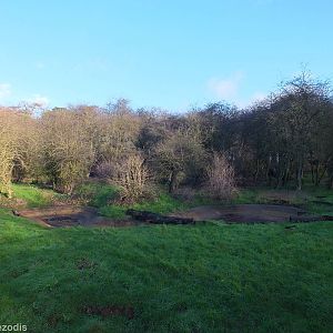 European Brown Bear Enclosure