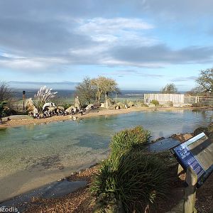 African Penguin Enclosure with a View