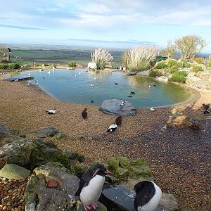 Rockhopper Penguin Enclosure with a View