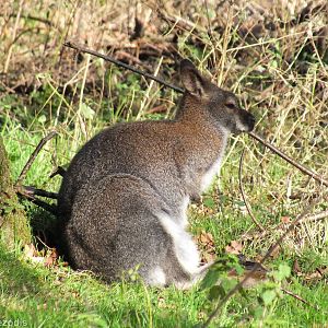 One of the Many Free-roaming Wallabies