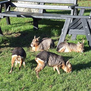 Maras and Picnic Bench