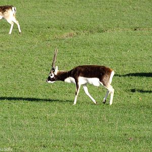 Blackbuck