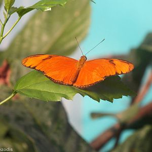 Flambeau (Dryas iulia)