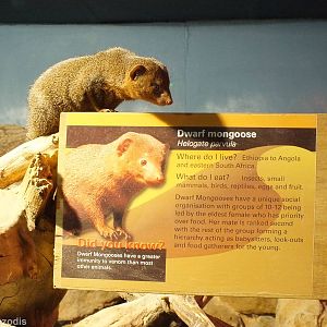 Dwarf Mongoose Reads About Itself