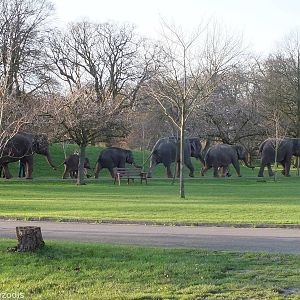 Elephants go for a Walk Around the Zoo!