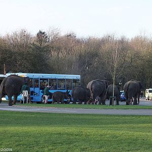 Elephants go for a Walk Around the Zoo!