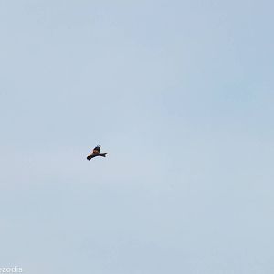 Wild Red Kite