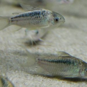 Corydoras elegans