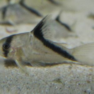 Corydoras melini