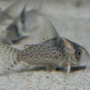 Corydoras ID