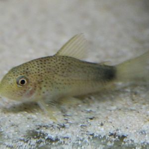 Corydoras similis