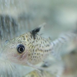 Corydoras ambiacus