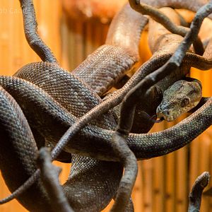 Cooks tree boa : Hamerton : 10 Oct 2015