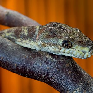 Cooks tree boa : Hamerton : 20 Nov 2015