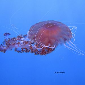 Black Sea Nettle