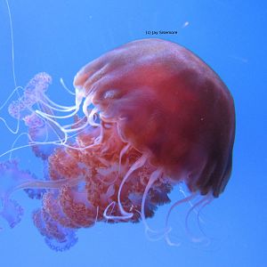 Black Sea Nettle