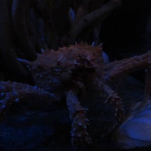 California King Crab