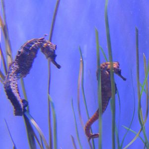 California Seahorses