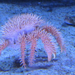 California Spiny Crab