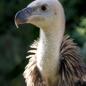 Ruppells griffon vulture : Hamerton : 09 Aug 2015