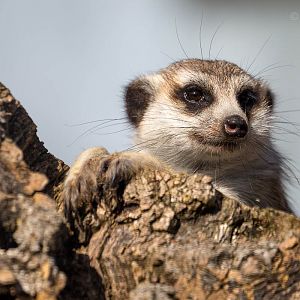 Meerkat : Hamerton : 09 Aug 2015