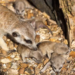 Meerkat : Hamerton : 09 Aug 2015