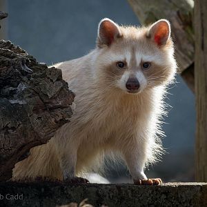 Raccoon : Hamerton : 09 Aug 2015