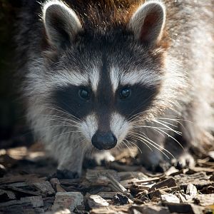 Raccoon : Hamerton : 09 Aug 2015