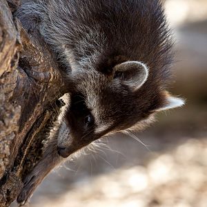 Raccoon : Hamerton : 09 Aug 2015