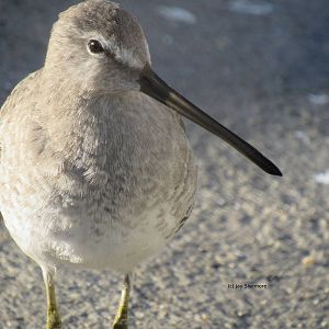 Dowitcher