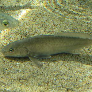 Fish ID