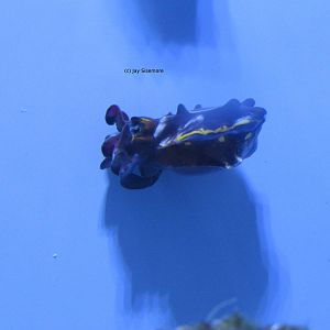 Flamboyant Cuttlefish