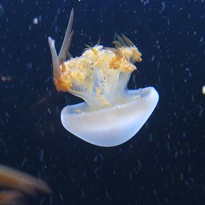Flame Jelly