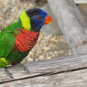 Forsten's Lorikeet