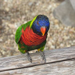 Green Naped Lorikeet