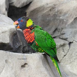 Green Naped Lorikeet