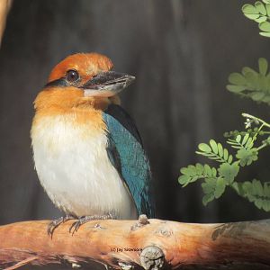 Guam Kingfisher