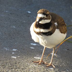 Juvenile Killdeer