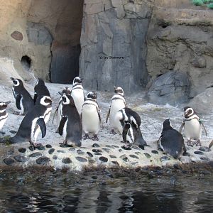 Magellanic Penguin Gallery