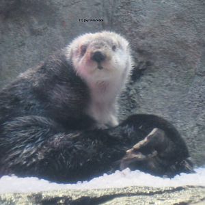Sea Otter