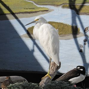 Snowy Egret