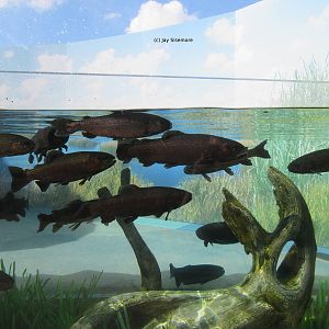 Southern California Steelhead (Rainbow Trout)