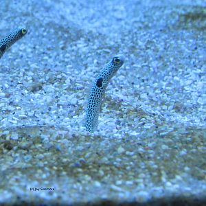 Spotted Garden Eels
