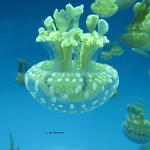 Spotted Lagoon Jelly
